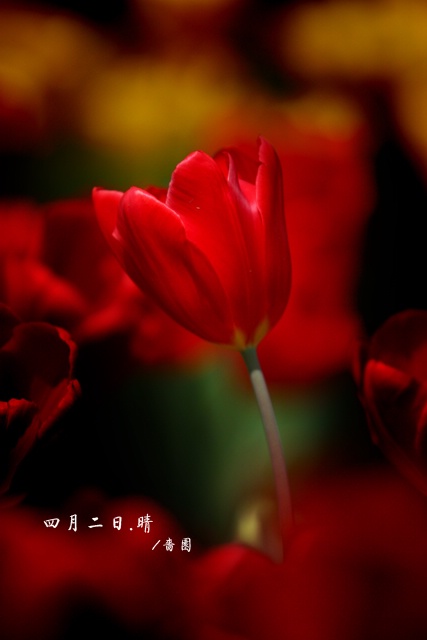 郁金香（愚人节第二天)