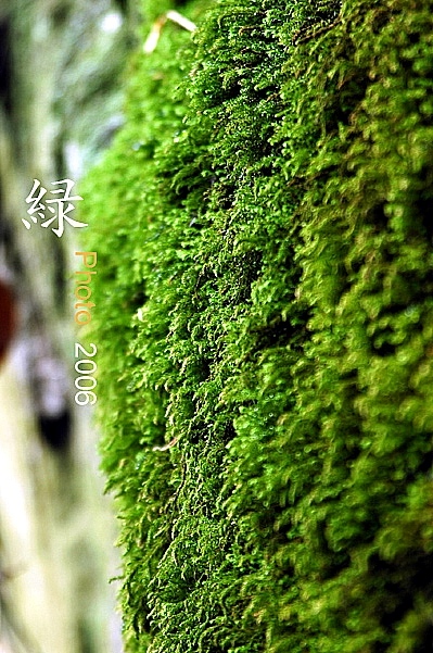 绿.2006