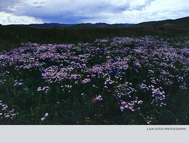 ~~~~~~~ 忆坝上清凉 ~~~~~~