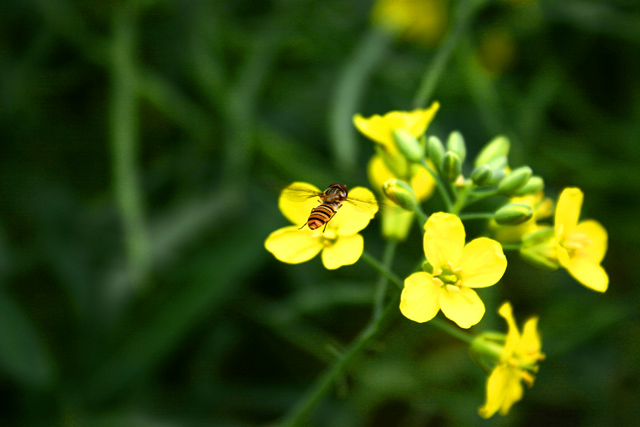 [原创]~~~小花~~~小草~~~