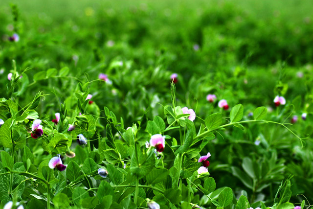 [原创]~~~小花~~~小草~~~