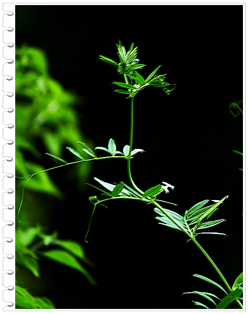 [原创]~~~小花~~~小草~~~