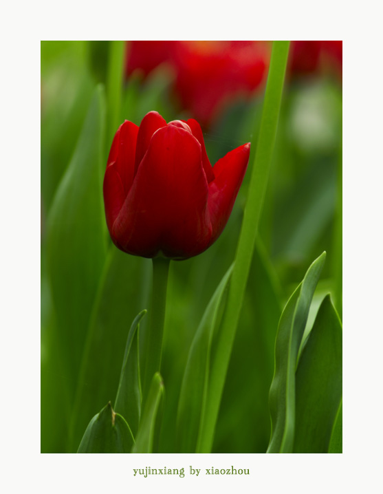 [原创]老片~~~郁金香~~~