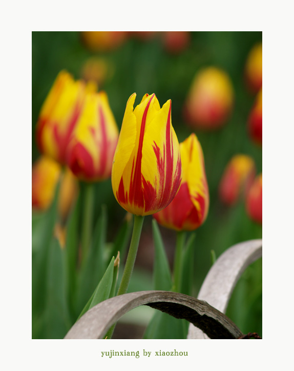 [原创]老片~~~郁金香~~~