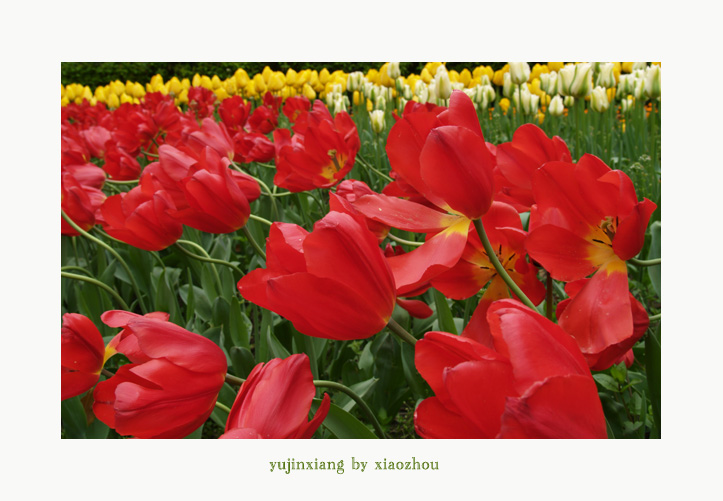 [原创]老片~~~郁金香~~~