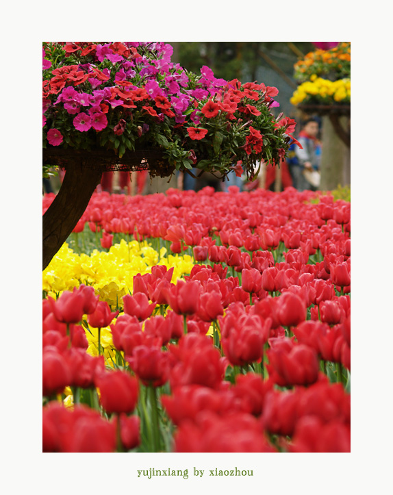 [原创]老片~~~郁金香~~~