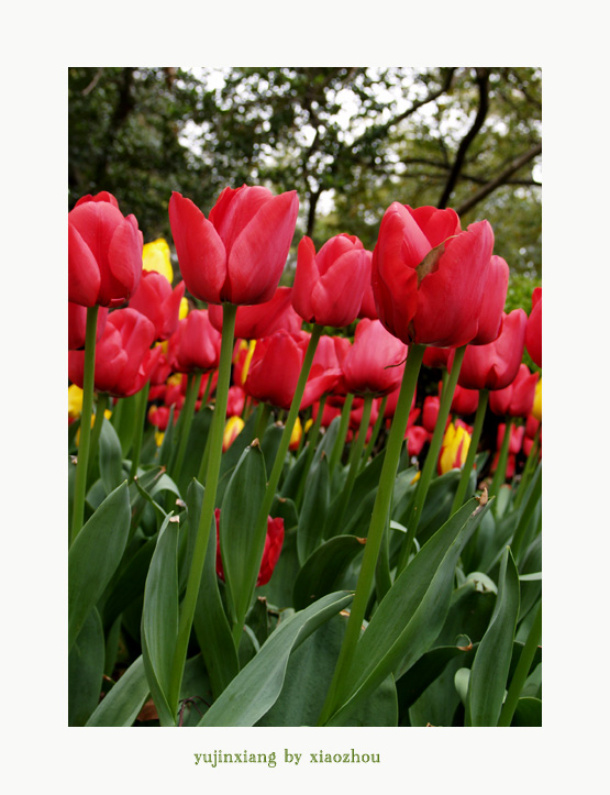 [原创]老片~~~郁金香~~~