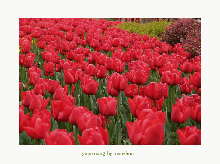 [原创]老片~~~郁金香~~~