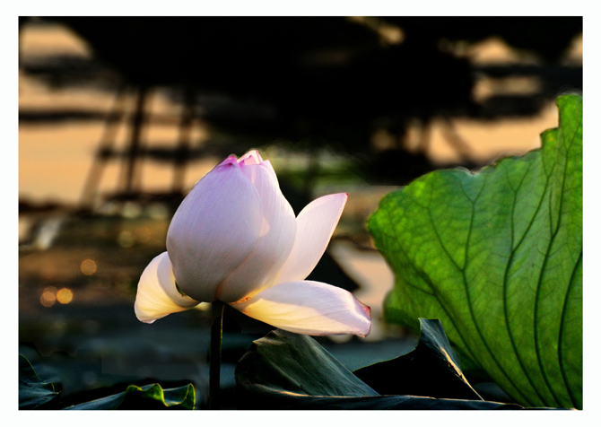 荷的记忆--------荷塘夕照