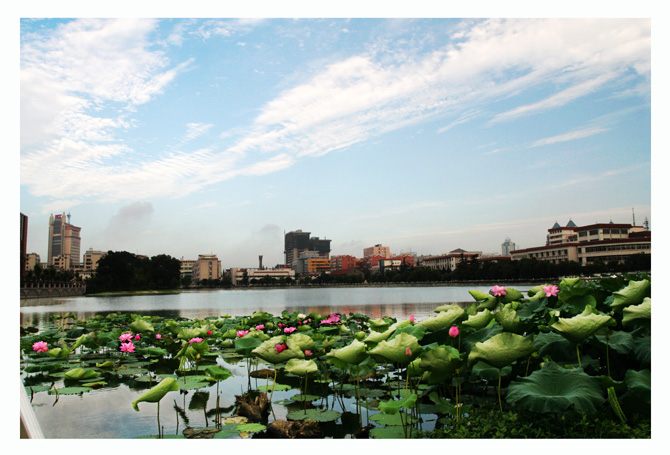 荷的记忆--------荷塘夕照