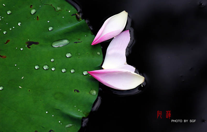 。。阿莲。。 要求入会啊