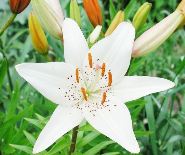 [濠滨寿星]一首【野百合也有春天】送给颦颦~~~因你喜欢百合~~