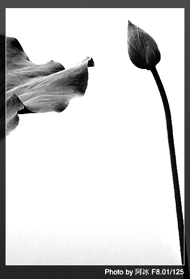 阿冰摄影作品——《水墨清荷》