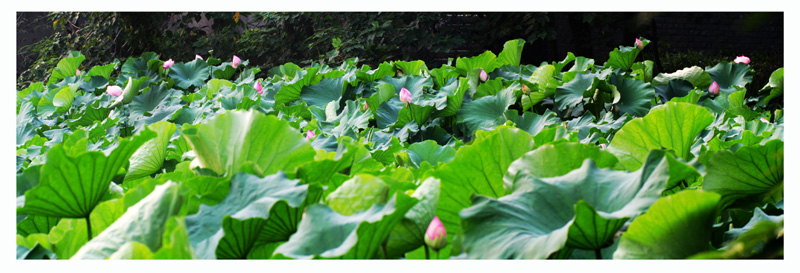 荷的记忆--------荷塘夕照