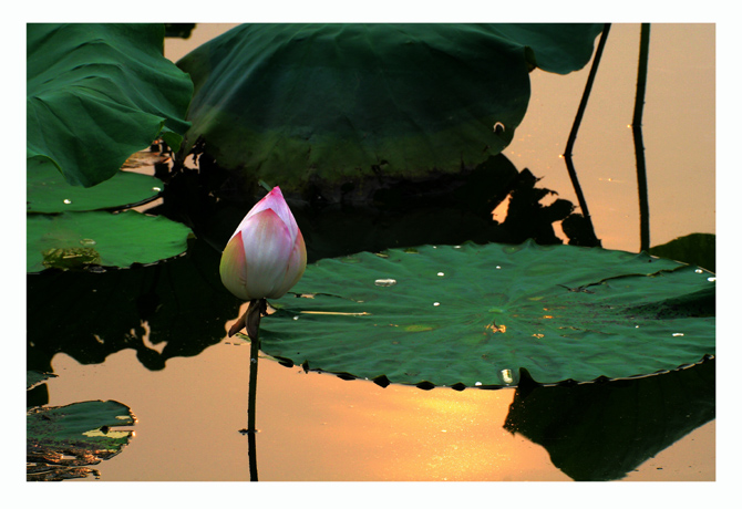 荷的记忆--------荷塘夕照