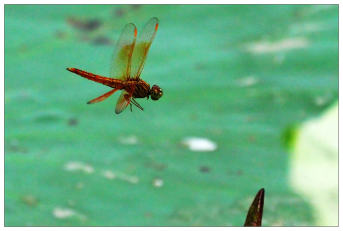 《蜻蜓的起降》