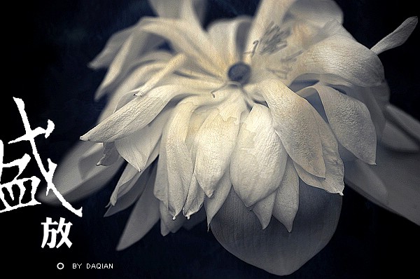 ◎盛放◎我的荷花