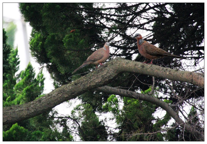 《树上的鸟儿成双对》
