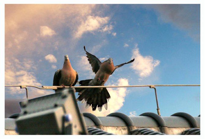 《树上的鸟儿成双对》