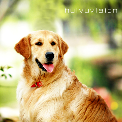 ＝＝＝＞【狗完年】＜＝＝＝