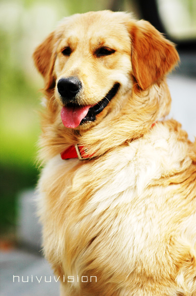 ＝＝＝＞【狗完年】＜＝＝＝