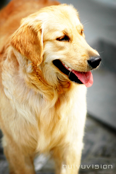 ＝＝＝＞【狗完年】＜＝＝＝