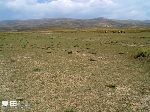 青海行——一个放羊娃（不断添加）