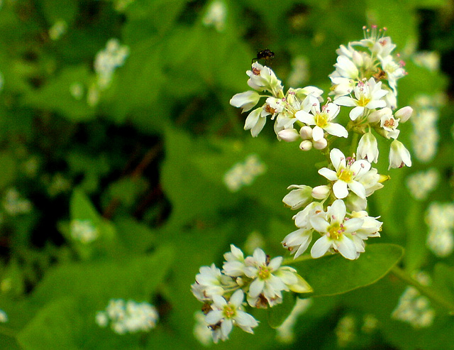 如皋杂记－－手机摄