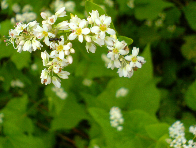 如皋杂记－－手机摄