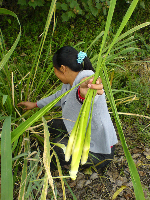 如皋杂记－－手机摄
