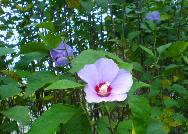 如皋杂记－－手机摄