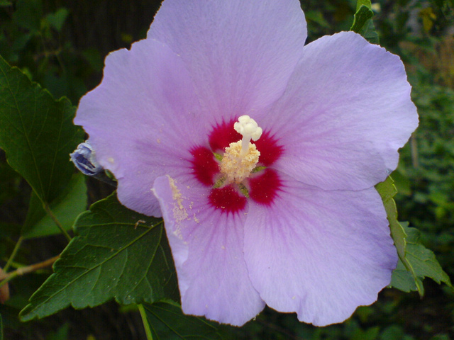 如皋杂记－－手机摄