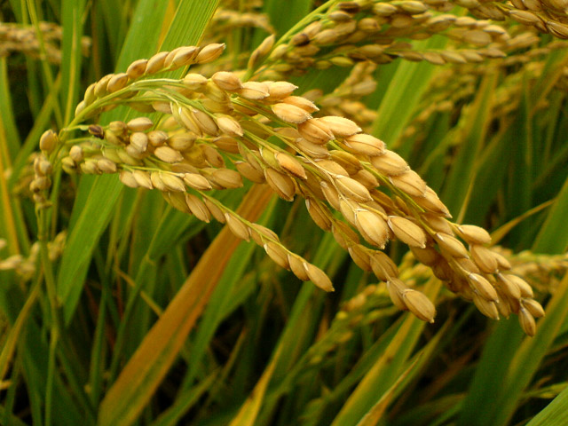 如皋杂记－－手机摄