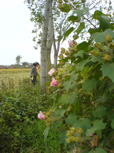 如皋杂记－－手机摄