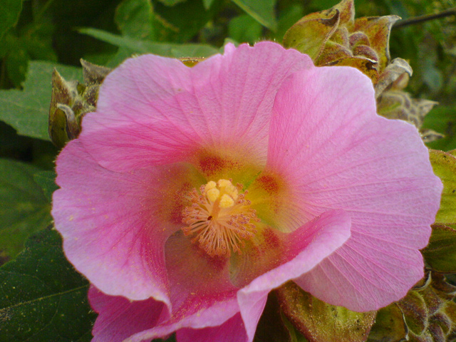 如皋杂记－－手机摄