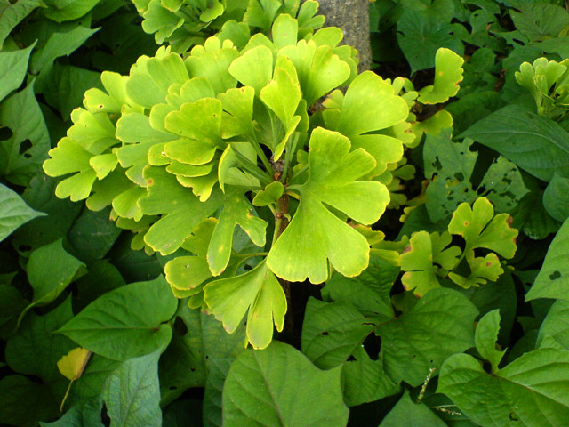 如皋杂记－－手机摄