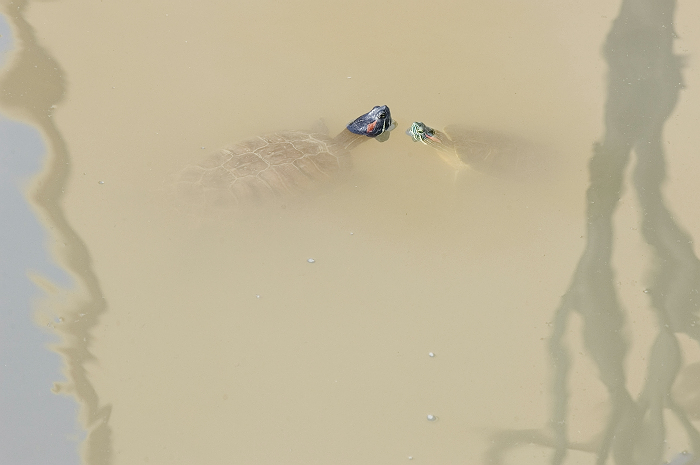 [原创]千里寻夫，万世因缘