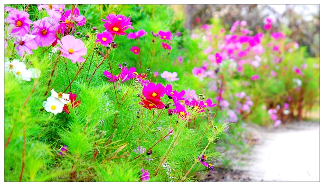 [原创]路.瀑.莲.花.草.阳