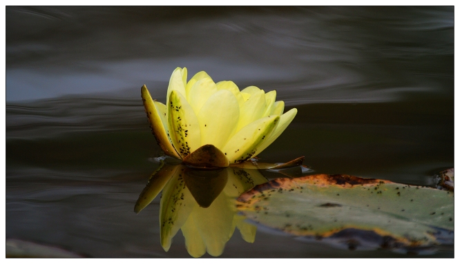 [原创]路.瀑.莲.花.草.阳
