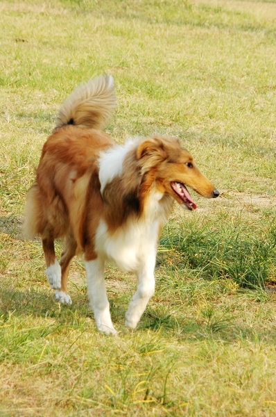 我的苏牧走丢了.请有消息的朋友与我联系.