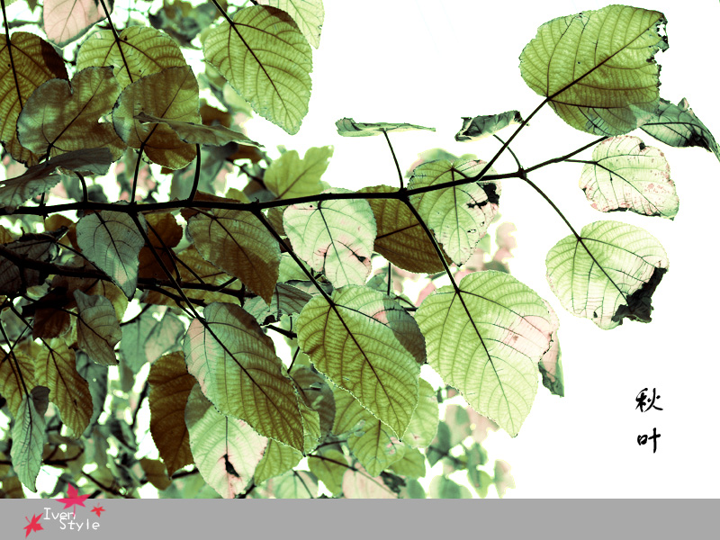 [原创][Iven Style]秋叶