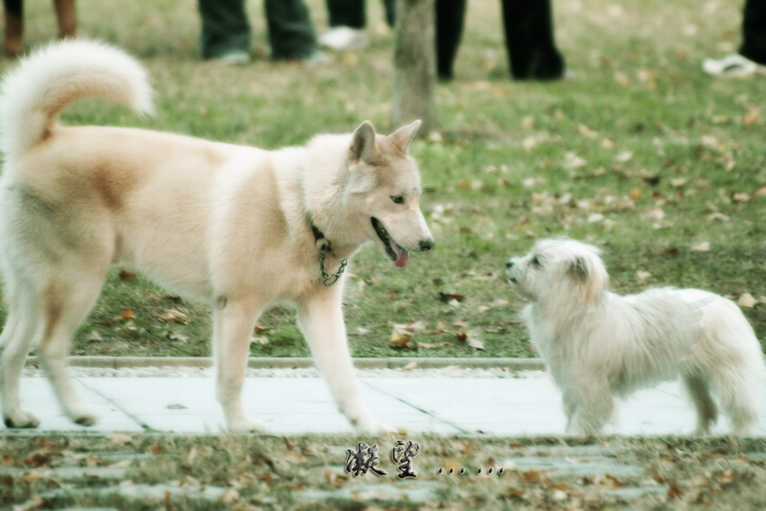 濠东绿地拍的,给大家膘膘!