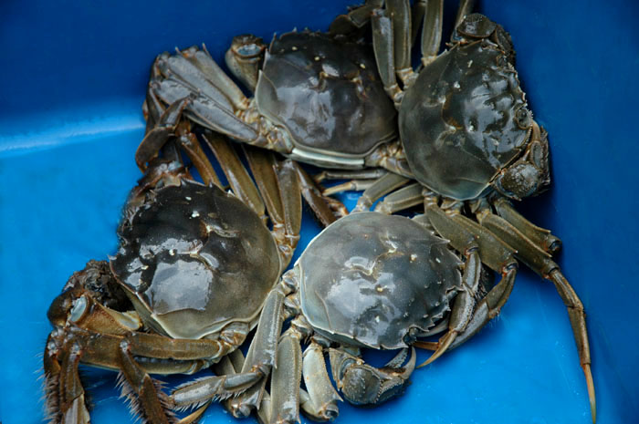 [原创] "桔"黄蟹肥,苏州行!