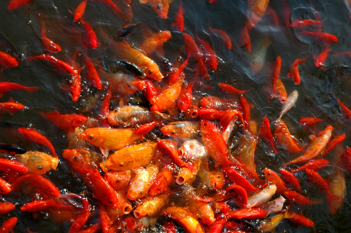 [原创] "桔"黄蟹肥,苏州行!