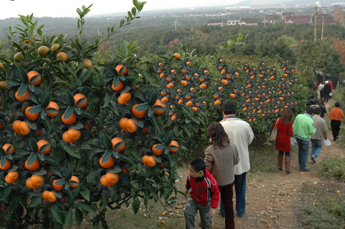 [原创] "桔"黄蟹肥,苏州行!