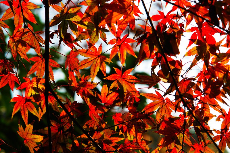 [原创]紫琅红枫