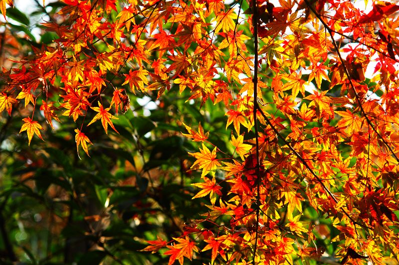 [原创]紫琅红枫