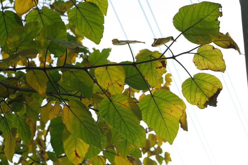 [原创][Iven Style]秋叶