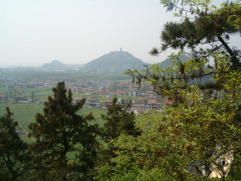 [原创]南通农民王正龙在狼山景区拍摄到野生狼山狼照片