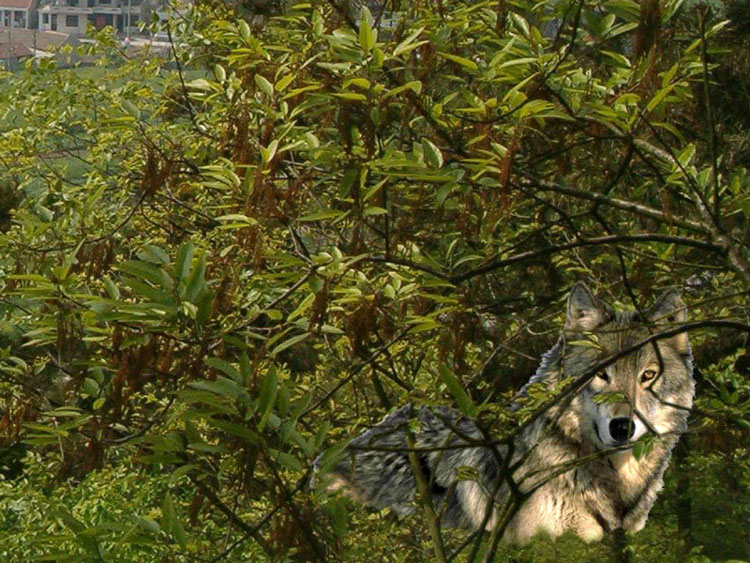 [原创]南通农民王正龙在狼山景区拍摄到野生狼山狼照片